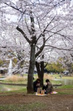 People picnicking under cherry blossoms in Yoyogi Park, Hanami Festival, Shibuya District, Tokyo,