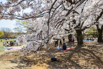 People picnicking under cherry blossoms in Yoyogi Park, Hanami Festival, Shibuya District, Tokyo,