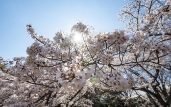 Cherry tree blossoms in spring, sun star, Yoyogi Park, Hanami Festival, Shibuya District, Shibuya