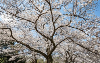 Blooming cherry tree in spring, Yoyogi Park, Hanami Festival, Shibuya District, Shibuya District,