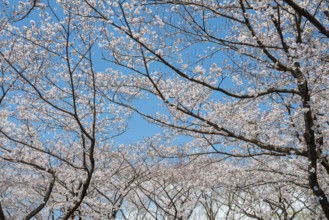 Blooming cherry trees in spring, Yoyogi Park, Hanami Festival, Shibuya District, Shibuya District,