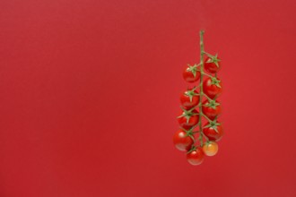 Tomatoes, tomato vine on red background