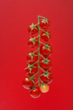 Tomatoes, tomato vine on red background