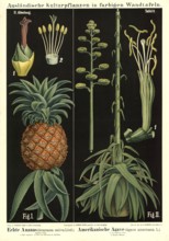 Cultivated plant, pineapple, pineapple sativa and agave, Agave americana, illustration by Carl