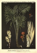 Cultivated plant, dragon rotang, Spanish cane, Calmus draco, illustration by Carl Bollmann,