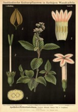 Cultivated plant, fever bark tree, Cinchona officinalis calisaya, illustration by Carl Bollmann,