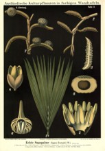 Cultivated plant, sago, sago palm, sagus rumphii, illustration by Carl Bollmann, reproduction from