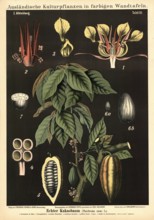 Cultivated plant, cocoa tree, Theobroma cacao, illustration by Carl Bollmann, reproduction from a