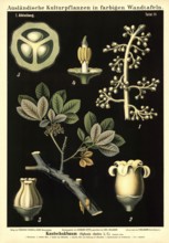 Cultivated plant, rubber tree, Siphonia elastica, illustration by Carl Bollmann, reproduction from