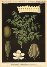 Cultivated plant, mahogany tree, Swietenia mahogany, illustration by Carl Bollmann, reproduction