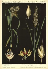 Cultivated plant, real millet, Panicum miliaceum and common rice, Oryza sativa, illustration by