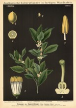 Cultivated plant, lime, sour lemon, citrus limonum, illustration by Carl Bollmann, reproduction