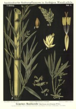 Cultivated plant, bamboo, bamboo cane, Bambussa arundinacea, illustration by Carl Bollmann,