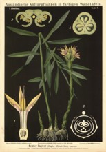 Cultivated plant, ginger, Zingiber officinalis, illustration by Carl Bollmann, reproduction from a