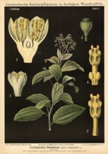 Cultivated plant, cinnamon, Caylonian cinnamon tree, Laurus cinnamomum, illustration by Carl