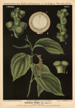 Cultivated plant, black pepper, Piper nigrum, illustration by Carl Bollmann, reproduction from a