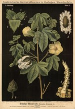 Cultivated plant, cotton, Gossypium herbaceum, illustration by Carl Bollmann, reproduction from a