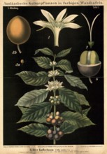 Cultivated plant, coffee, coffee tree, Coffea arabica, illustration by Carl Bollmann, reproduction