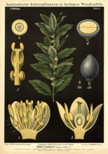 Cultivated plant, laurel, Laurus nobilis, illustration by Carl Bollmann, reproduction from a model