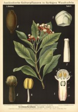 Cultivated plant, clove tree, clove, Caryophyllus aromaticus, illustration by Carl Bollmann,