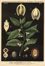 Cultivated plant, nutmeg, Myristica moschata, illustration by Carl Bollmann, reproduction from a