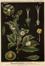 Cultivated plant, tea bush, Thea chinensis, illustration by Carl Bollmann, reproduction from a