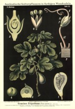 Cultivated plant, fig tree, ficus carica, illustration by Carl Bollmann, reproduction from a model