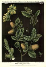Cultivated plant, cork oak, Quercus suber, illustration by Carl Bollmann, reproduction from a 19th