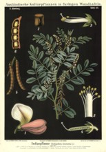 Cultivated plant, indigo, indigofera tinctoria, illustration by Carl Bollmann, reproduction from a