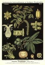 Cultivated plant, walnut tree, Juglans regia, illustration by Carl Bollmann, reproduction from a