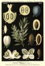 Cultivated plant, olive, Olea europaea, illustration by Carl Bollmann, reproduction from a model