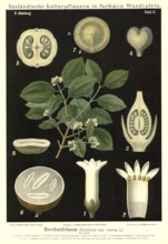 Cultivated plant, walnut tree, Strychnos nux vomica, illustration by Carl Bollmann, reproduction
