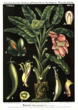 Cultivated plant, banana, Musa sapientum, illustration by Carl Bollmann, reproduction from a model
