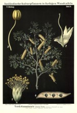 Cultivated plant, Verek Gummiacacia, Acacia verek, illustration by Carl Bollmann, reproduction from