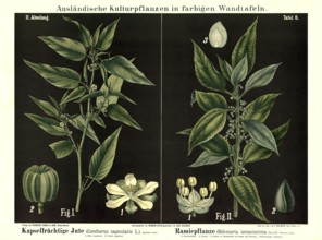 Cultivated plant, capsule fruit jute, Corchoris capsularis and ramie, Boehmeria tenacissima,