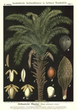 Cultivated plant, African oil palm, Elaeis guineensis, illustration by Carl Bollmann, reproduction