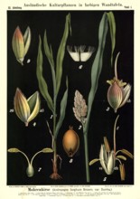 Cultivated plant, black millet, Andropogon sorghum brotero, illustration by Carl Bollmann,