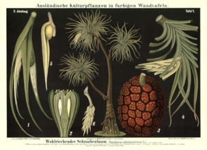 Cultivated plant, fragrant screw tree, Pandanus odoratissimus, illustration by Carl Bollmann,