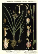 Cultivated plant, earth almond, Cyperus esculentus and black millet, Pennisetum typhoideum,