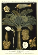 Cultivated plant, large-leaf sago tree, Cycas circinalis, illustration by Carl Bollmann,
