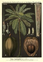 Cultivated plant, coconut tree, cocus nucifera, illustration by Carl Bollmann, reproduction from a
