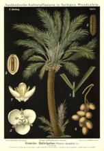 Cultivated plant, date palm, phoenix dactylifera, illustration by Carl Bollmann, reproduction from