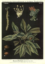 Cultivated plant, chestnut, Castanea vesca, illustration by Carl Bollmann, reproduction from a