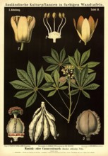 Cultivated plant, cassava or cassave plant, manihot utilissima, illustration by Carl Bollmann,