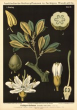 Cultivated plant, gutta percha, gutta Isonandra gutta, illustration by Carl Bollmann, reproduction