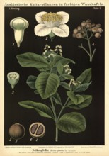 Cultivated plant, clove pepper, allspice, myrtus pimenta, illustration by Carl Bollmann,