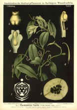 Cultivated plant, vanilla, vanilla planifolia, illustration by Carl Bollmann, reproduction from a