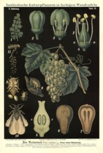 Cultivated plant, vine, white cibeb, Vitis vinifera, illustration by Carl Bollmann, reproduction