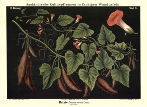 Cultivated plant, sweet potato, batata edulis, illustration by Carl Bollmann, reproduction from a