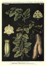 Cultivated plant, yam, Dioscorea sativa, illustration by Carl Bollmann, reproduction from a model